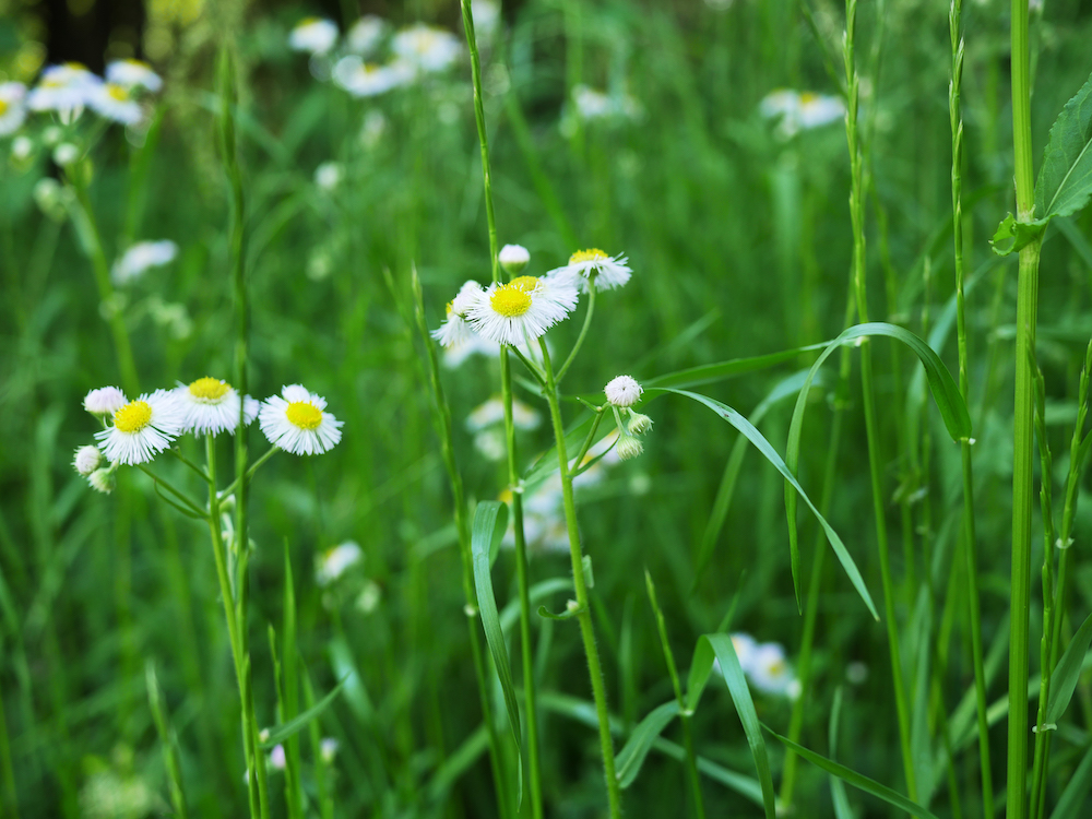 Erigeron philadelphicus